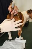 JACK RUSSEL - GLANDES ANALES 018